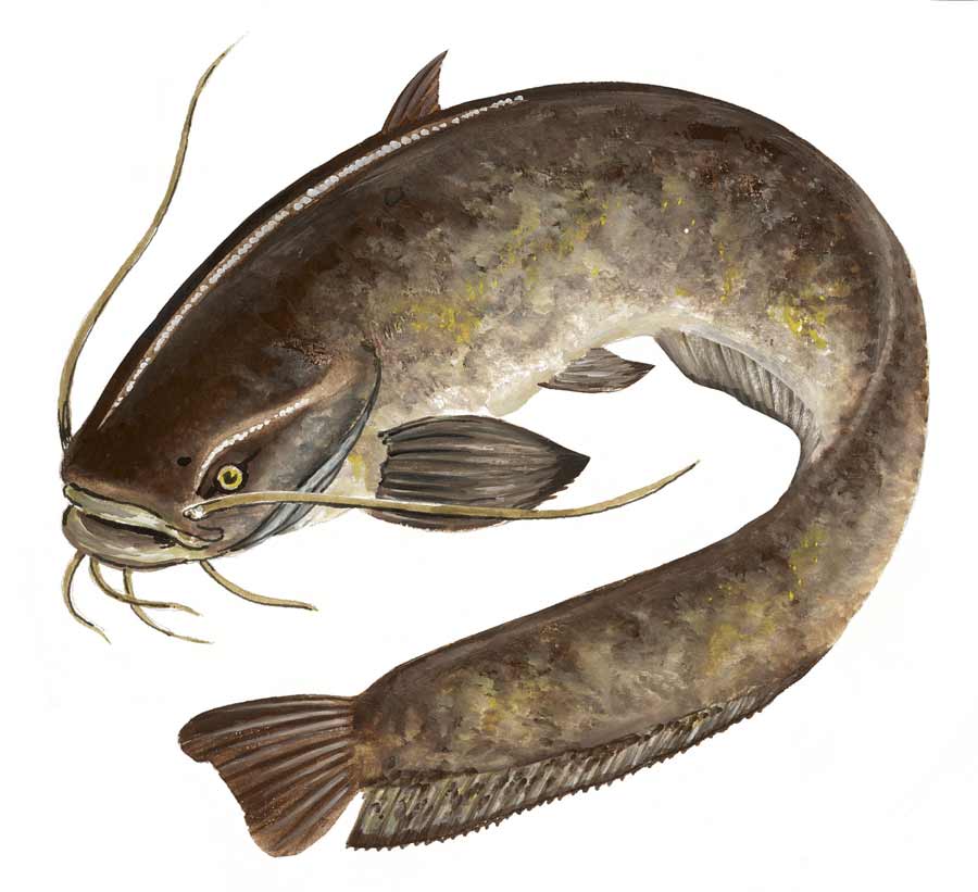 الحياة البرية فى الريف المصرى Wildlife in the Egyptian countryside