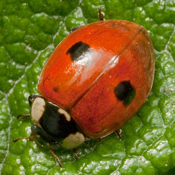 Двухточечная коровка. Божьей коровки Adalia bipunctata. Двухточечная Божья коровка. Божья коровка двухточечная черная. Божья коровка 2 точечная.